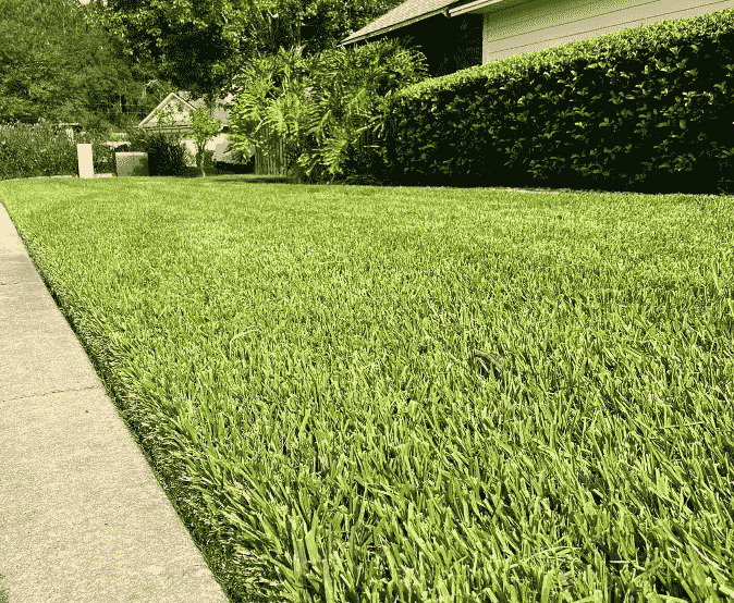 Thick, healthy turf along a sidewalk at a Green Cove Springs, FL property